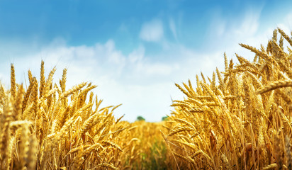 Golden wheat field ready for harvest