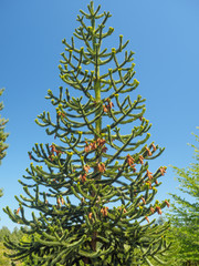 Monkey puzzle tree (Araucaria araucana)