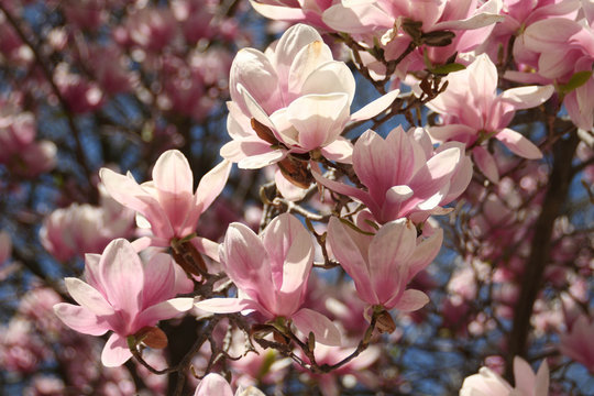 magnolias in bloom