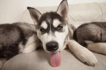 blue eyed beautiful husky puppies