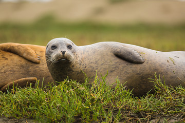 Harbor seals resting on land in the Elkhorn Slough in Moss Landing, California
