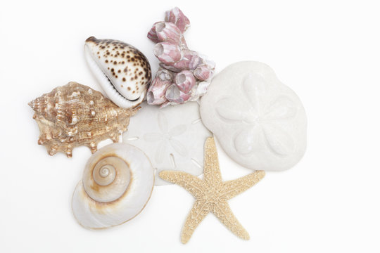 A group of seashells