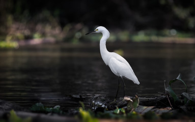 White Egret