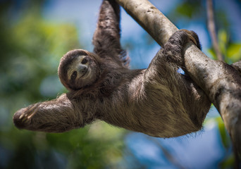Happy Sloth - obrazy, fototapety, plakaty