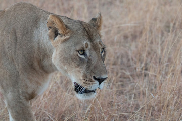 Lioness