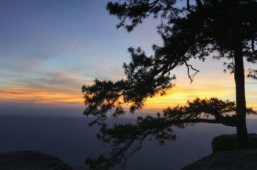 Fototapeta na wymiar The silhouette scene of pine tree at the Lomsak cliff in the Phukradung nation park
