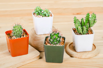 Different succulents and cactus in pots.