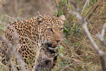 Predation - leopard with prey