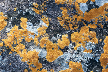 The orange fungus texture on the rock