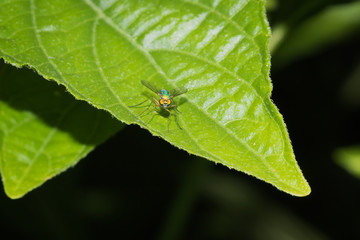 This is a photo of one kind of fly, was taken in XiaMen botanical garden, China.