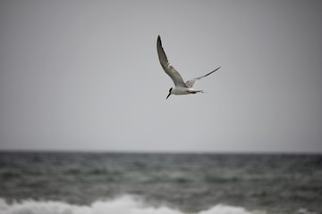 Naklejka premium Seagull in flight on cloudy day