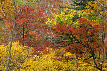 ニセコ山系の紅葉