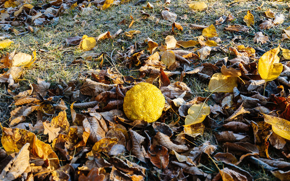 Maclura pomifera (known as Osage oranges)
