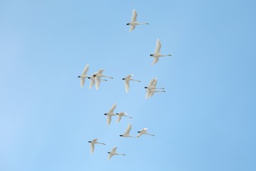 Swan Flying Up