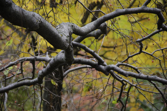 Branch