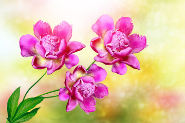 Fototapeta na wymiar Bright colorful flowers peonies