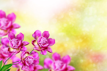 Fototapeta na wymiar Bright colorful flowers peonies