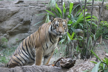 Obraz premium Bengal tiger