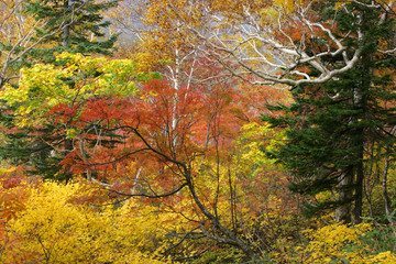 Fototapeta na wymiar ニセコ山系の紅葉