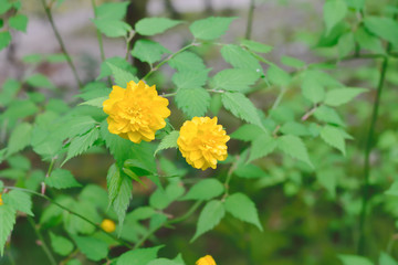 Kerria japonica
