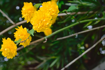 Kerria japonica
