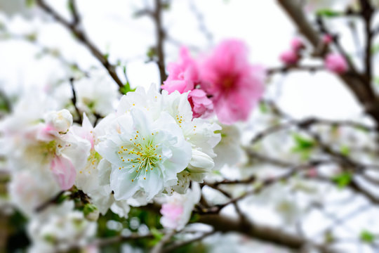 Peach blossom 