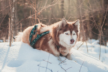 Siberian husky winter portrait 