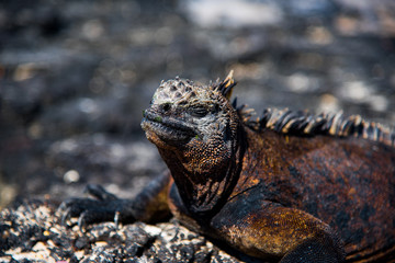 Iguana sunning