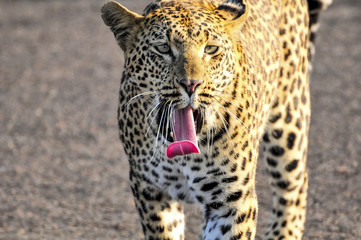 Leopard Yawning