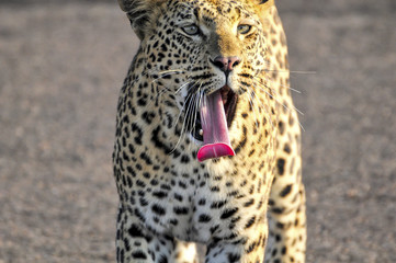 Obraz premium Leopard yawning