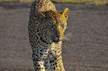 Leopard