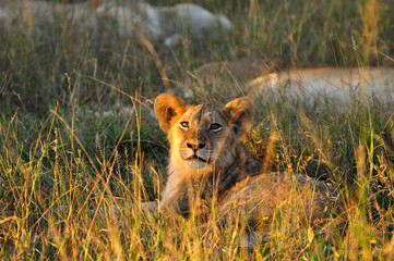 Lion at Sunset