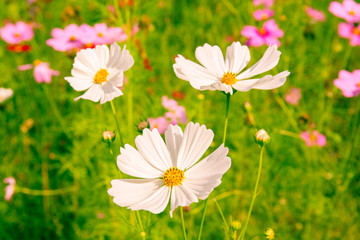 Close up white cosmos blooming with blurred natural field farmla