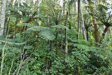 New Zealand Native Bush