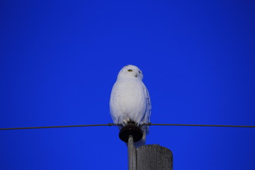 Canadian Snowy Owl