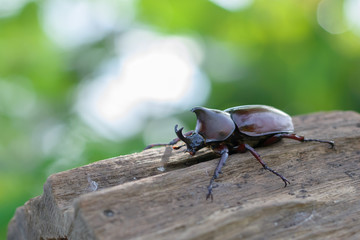 fighting beetle (rhinoceros beetle) on timber with blur nature background