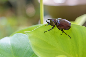 rhinoceros beetle on green leaf with blur nature background