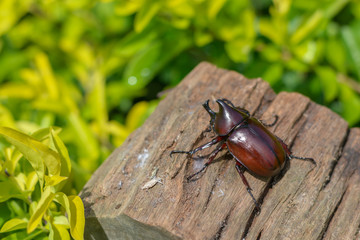 rhinoceros beetles on wood in garden