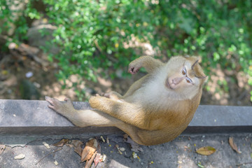 monkey at the park on rang hill view point in phuket Thailand