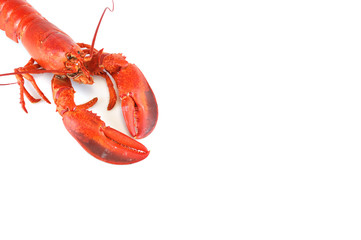 single cooked red lobster isolated on white background