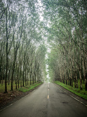 the road between  rubber  plantation
