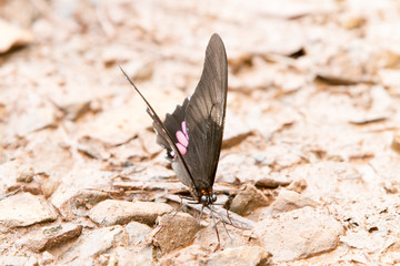 Close-up of colorful butterfly at Iguazu Falls