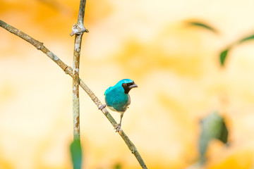 The blue dacnis (Dacnis cayana) or turquoise honeycreeper at the Iguazu Waterfalls National Park