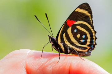 Close-up of colorful butterfly at Iguazu Falls