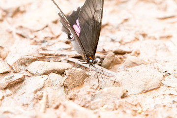 Close-up of colorful butterfly at Iguazu Falls