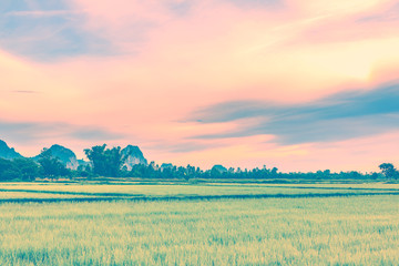 Rice field and stone mountain in sunrice/sunset time. Retro vint