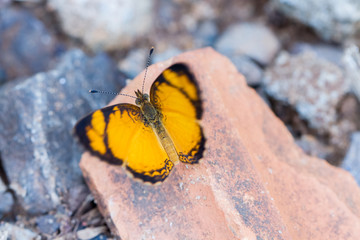 Close-up of colorful butterfly at Iguazu Falls