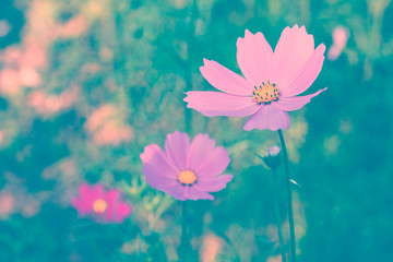 Cosmos flower. Retro vintage filter effect.