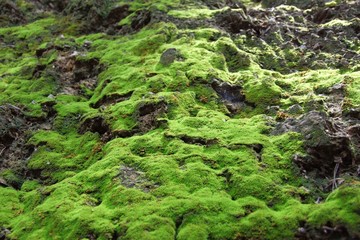 moss on rock