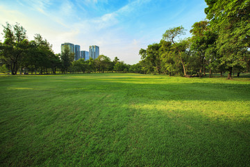 beautiful morning light in public park with grass field and gree